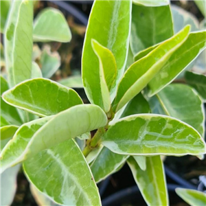 Trachelospermum Jasminoides 'Variegata'